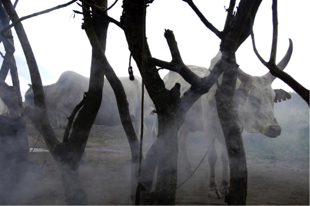 Cattle at a camp in Jonglei state South Sudan