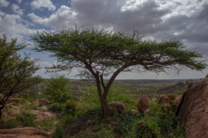 Dhagax Kure Ancient Rock Paintings, Arabsiyo, Somalia Credit: Yasin Yusuf