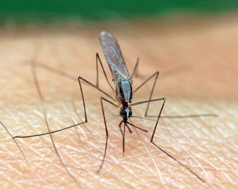 An Anopheles mosquito, the most common means of transmission of malaria (credit: Pixabay)