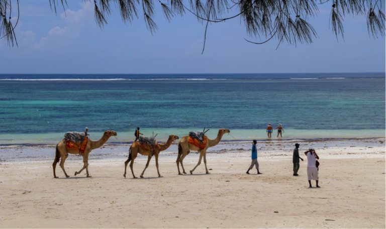 Three camels and people on an African beach