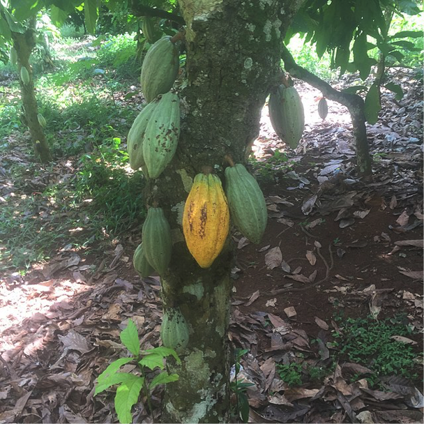 Growing Cocoa